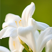 Neroli