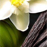 Vanilla