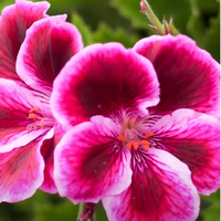 Geranium