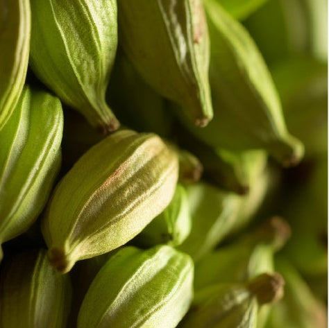 AROMATIC SAGE