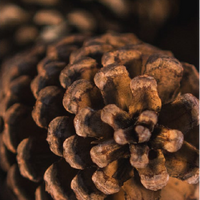 Cedarwood