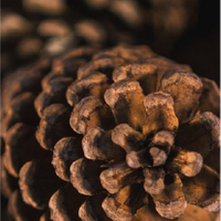 Cedarwood