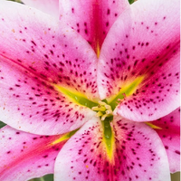 Lily