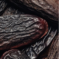 Tonka  Bean