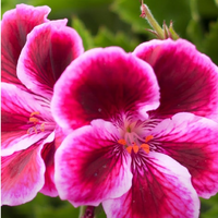 Geranium