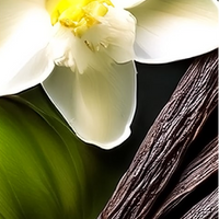 Vanilla