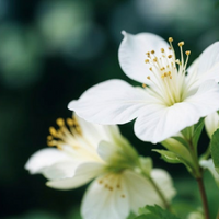 Jasmine