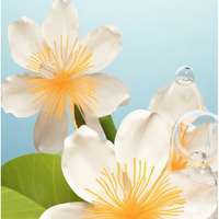 Orange Blossom
