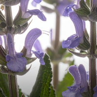 Clary Sage