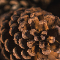 Cedarwood
