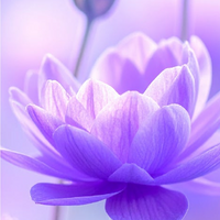 Violet