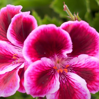 Geranium